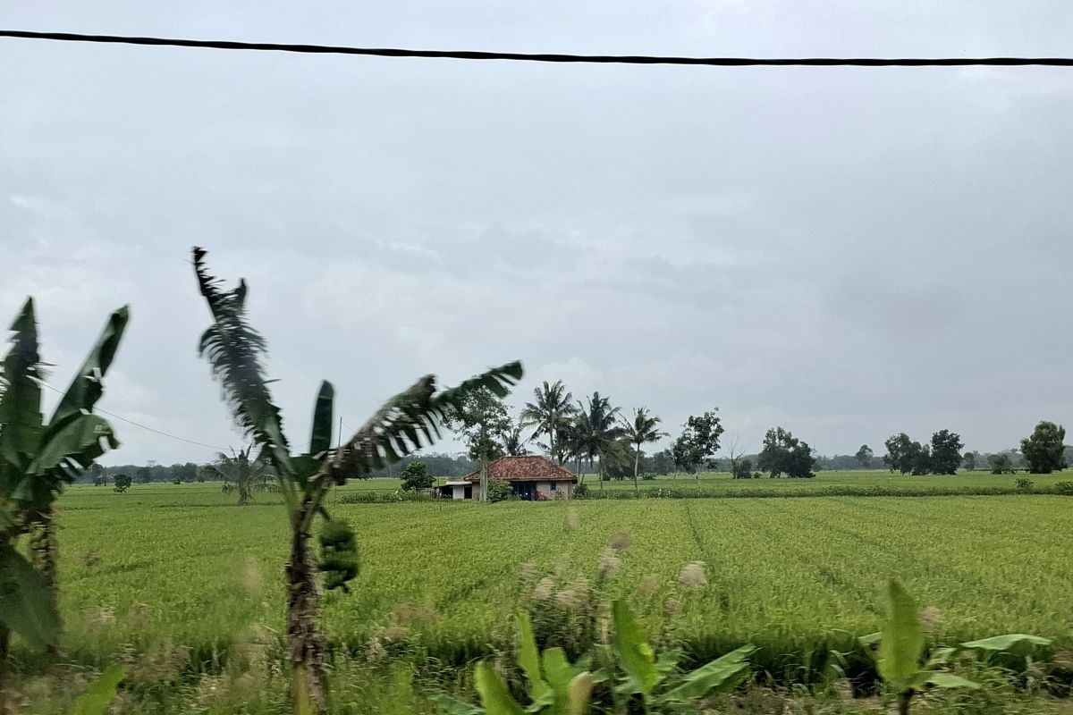 Lampung pastikan pasokan air mencukupi untuk lahan pertanian