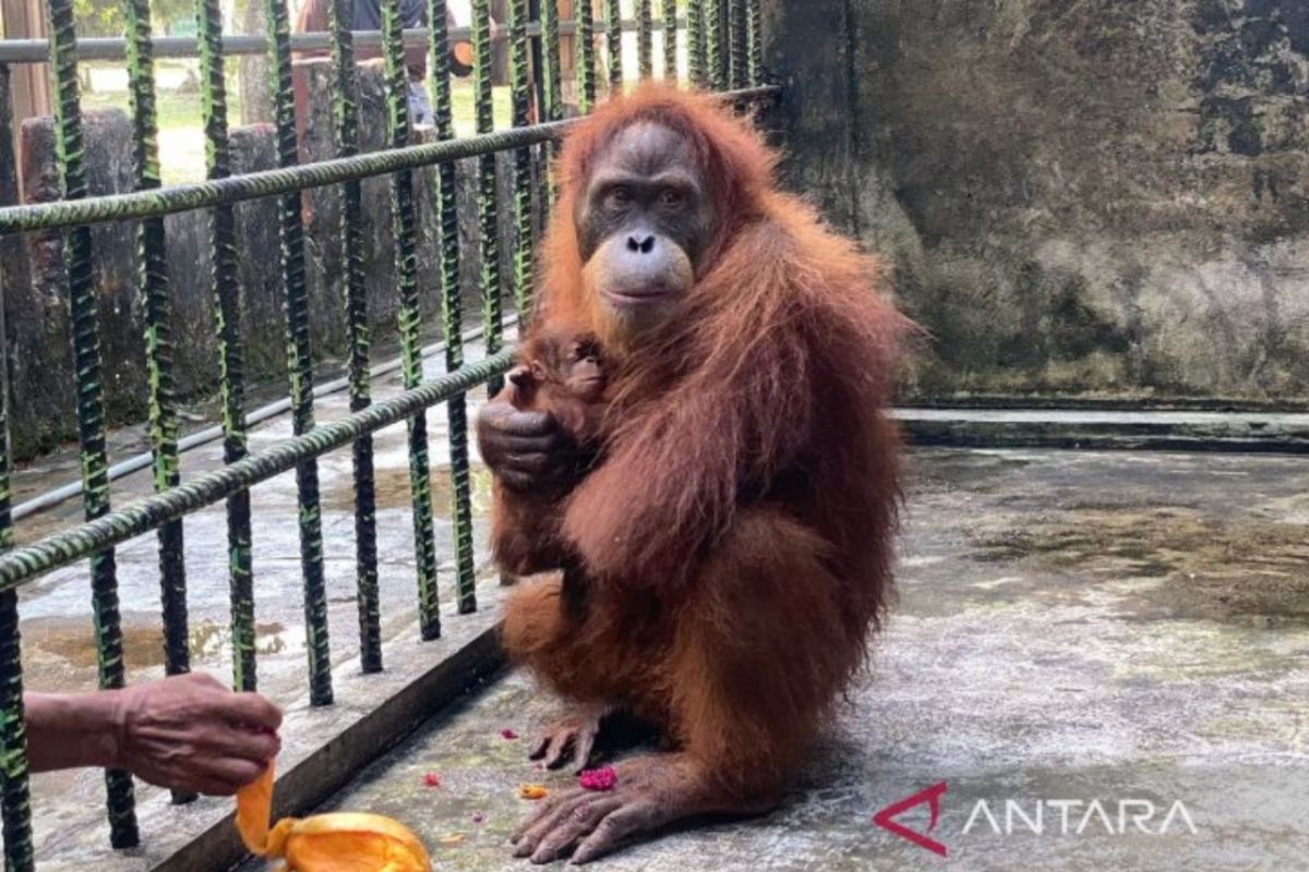 Seekor bayi orang utan lahir di LK Kasang Kulim Riau