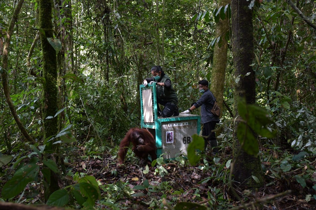 Five orangutans returned to Central Kalimantan's national park