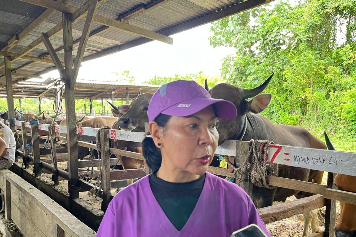 Mimika datangkan 364 sapi dari Maluku jelang Idul Adha