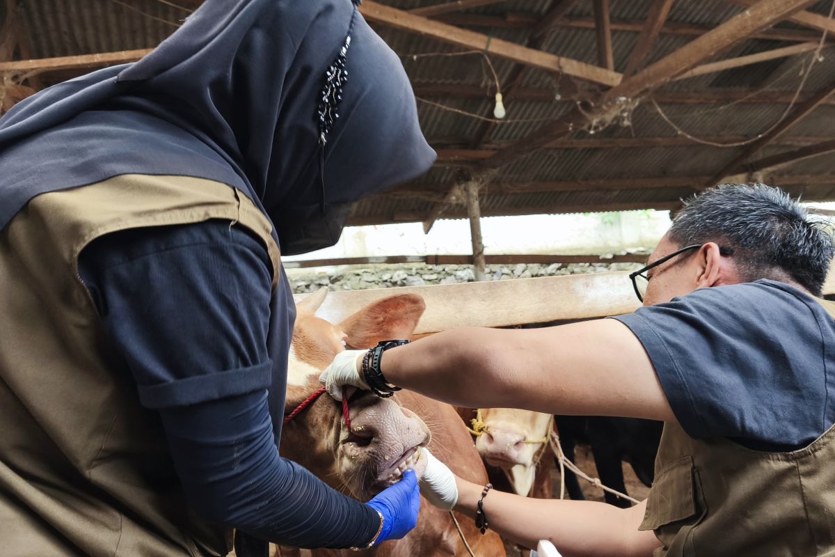 Pemkot Bandarlampung pastikan kesehatan hewan kurban untuk kebutuhan Idul Adha