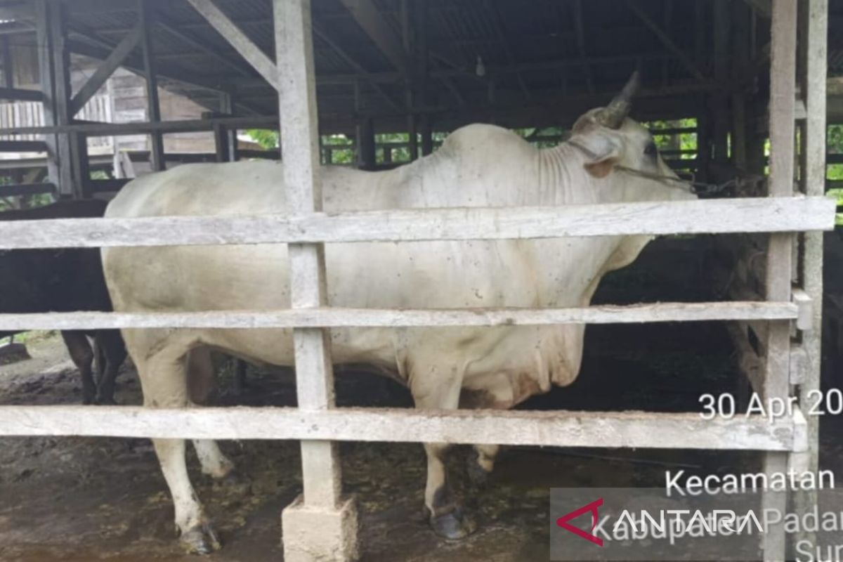 Sapi kurban dari Presiden RI untuk Padang Pariaman dari peternak lokal