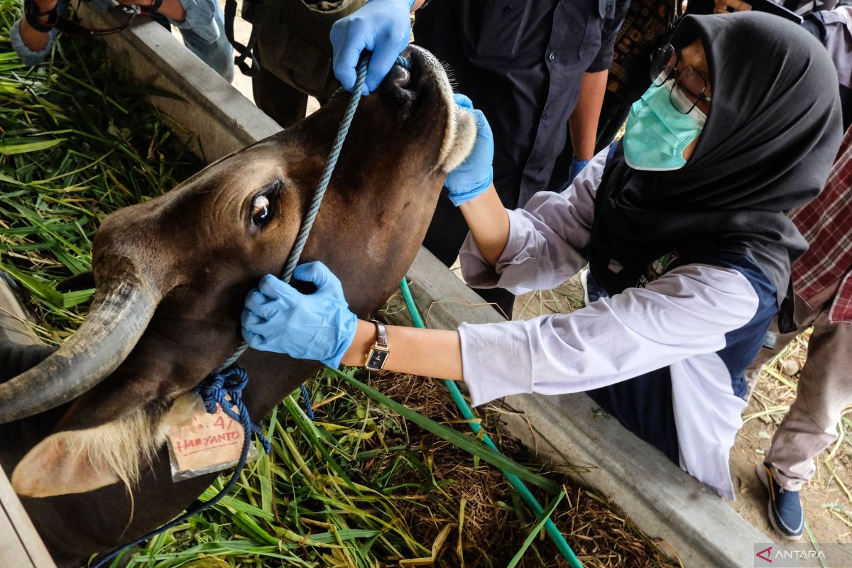 Indonesia secures cattle supply from FMD ahead of Eid al-Adha