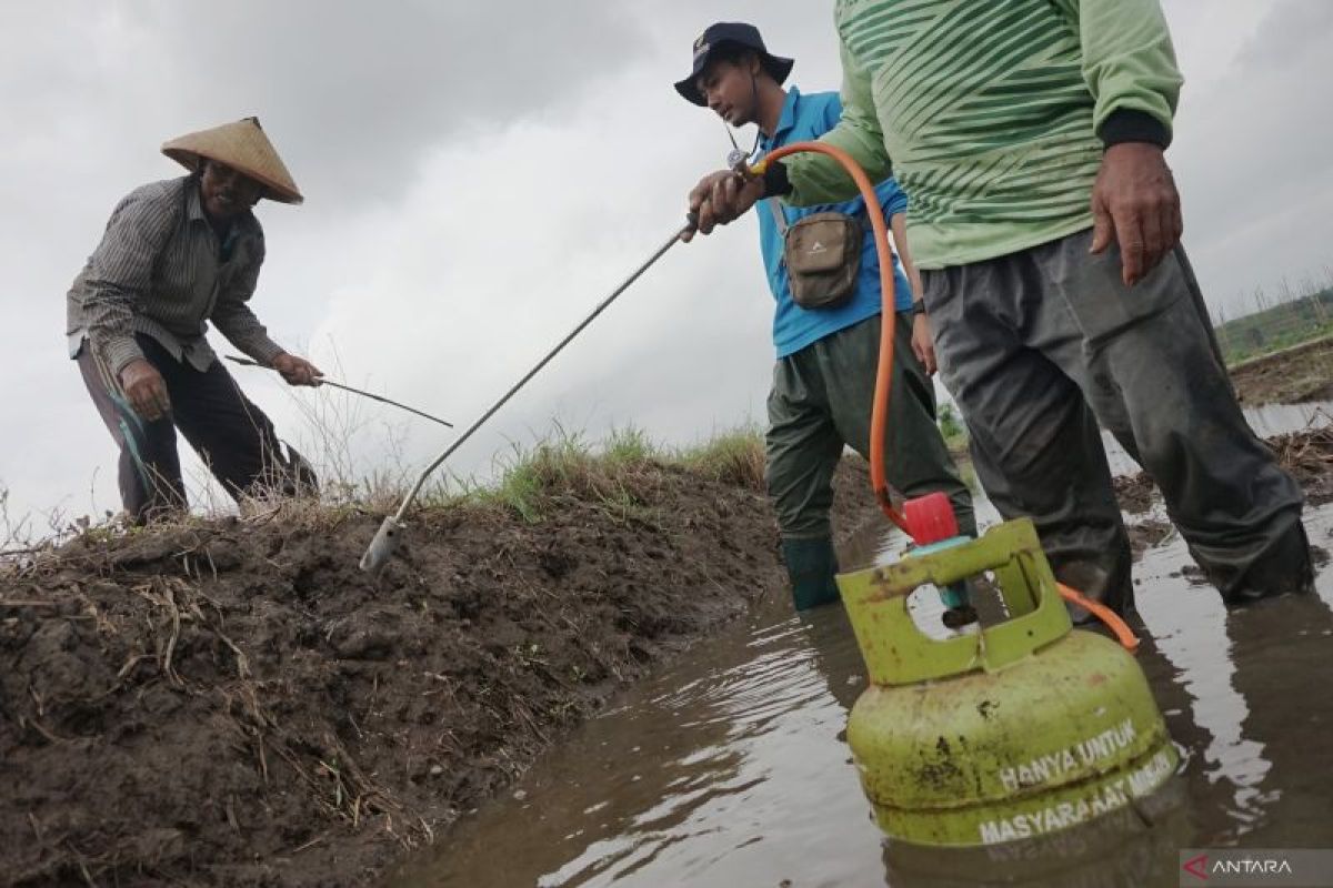 Kemenkes: 8 kasus virus Hanta per 19 Juni sembuh semua