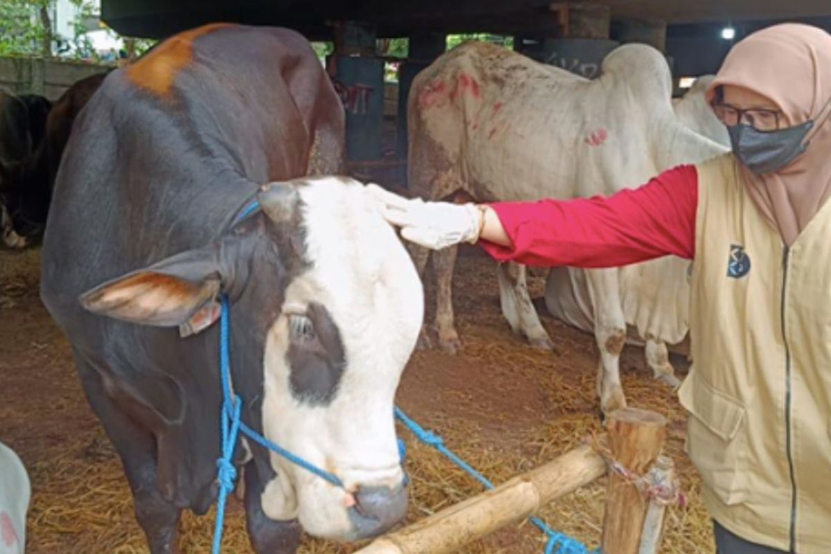 Sudin KPKP Jakut gencarkan pemeriksaan hewan kurban