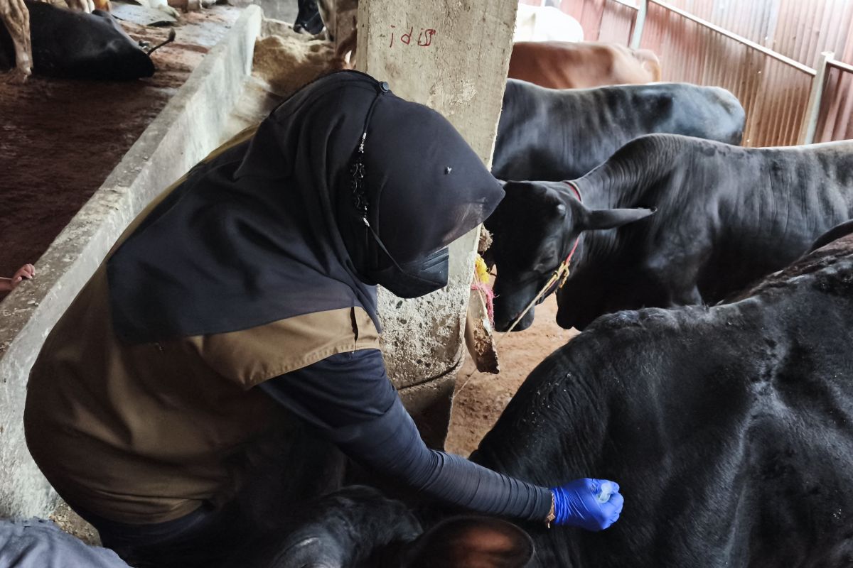 Kebutuhan hewan kurban di Bandarlampung capai 7.000 ekor