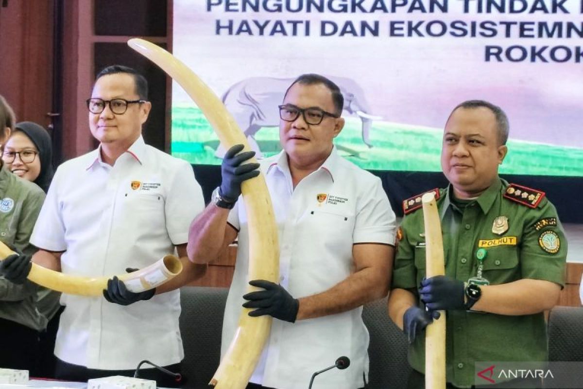 Police seize elephant ivory worth Rp2.3 billion