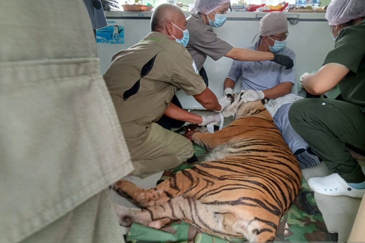 Kaki harimau jantan terluka parah kena jerat, BKSDA Jambi kirim dokter hewan