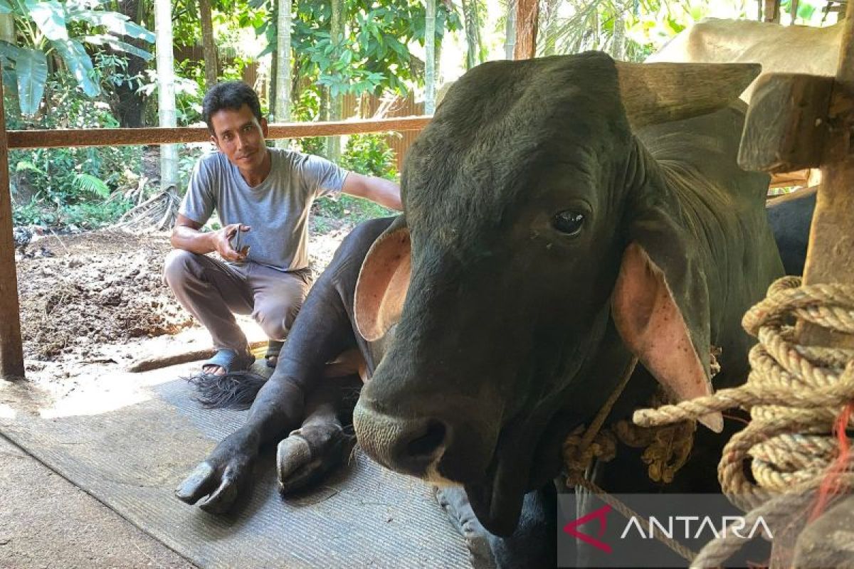 Sapi Brahman seberat 820 kg dari Rumbai terpilih jadi hewan kurban Prabowo