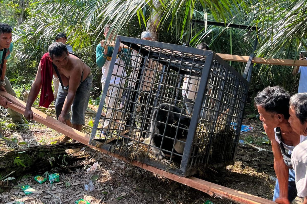 BBKSDA Riau evakuasi beruang madu usai serang ternak warga di Kampar