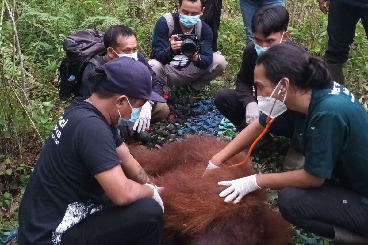 BKSDA Kalbar translokasi orangutan 