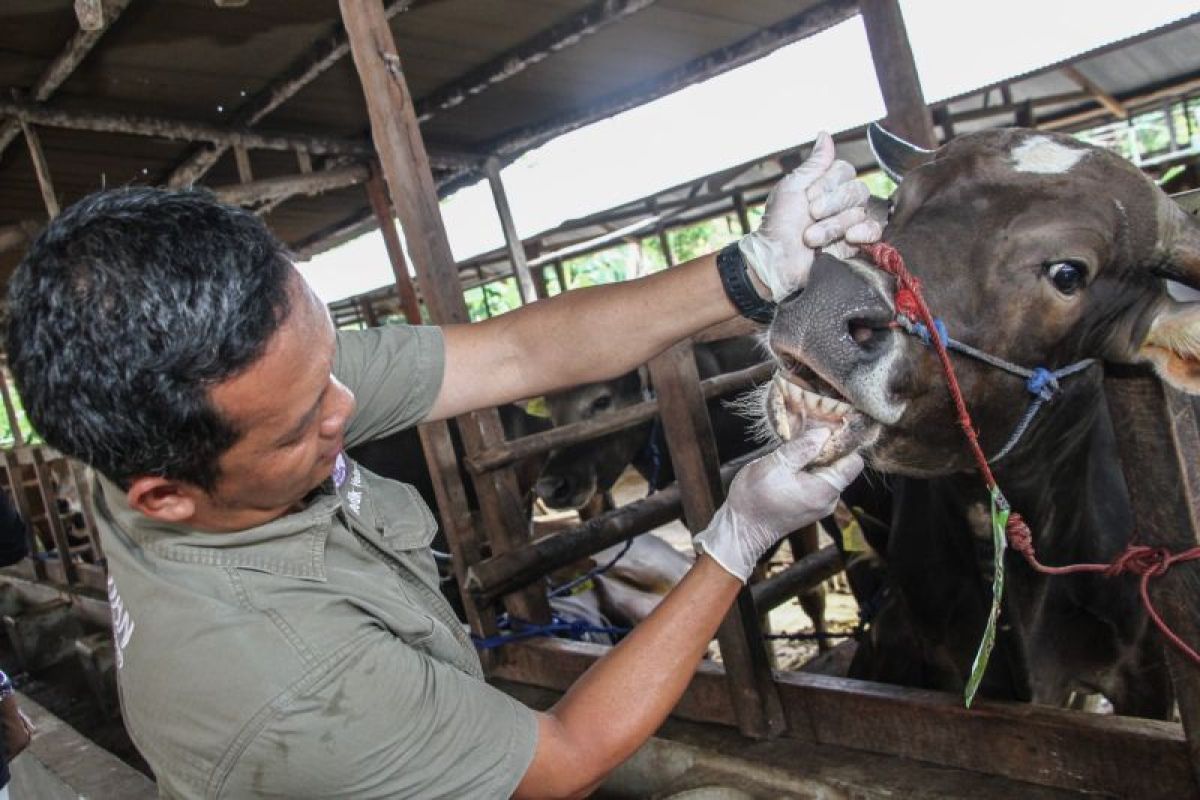 Dinas Pertanian Palangka Raya mulai periksa kesehatan hewan kurban