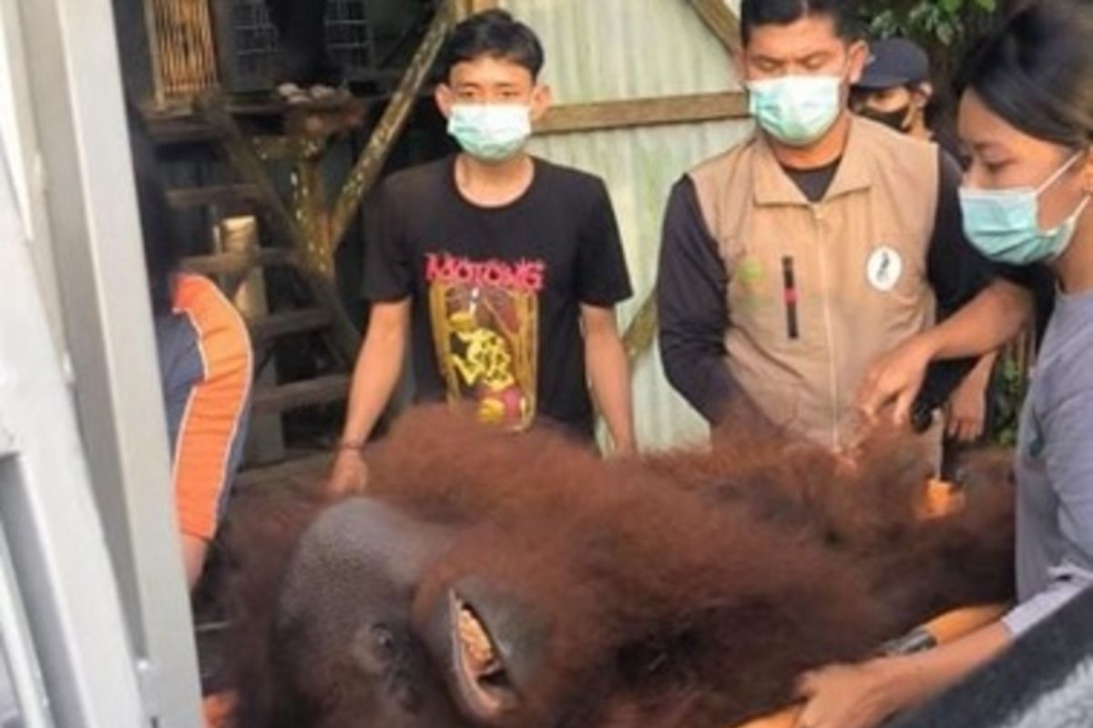Kemenhut translokasi orang utan "Mungky" yang tak bisa dilepasliarkan