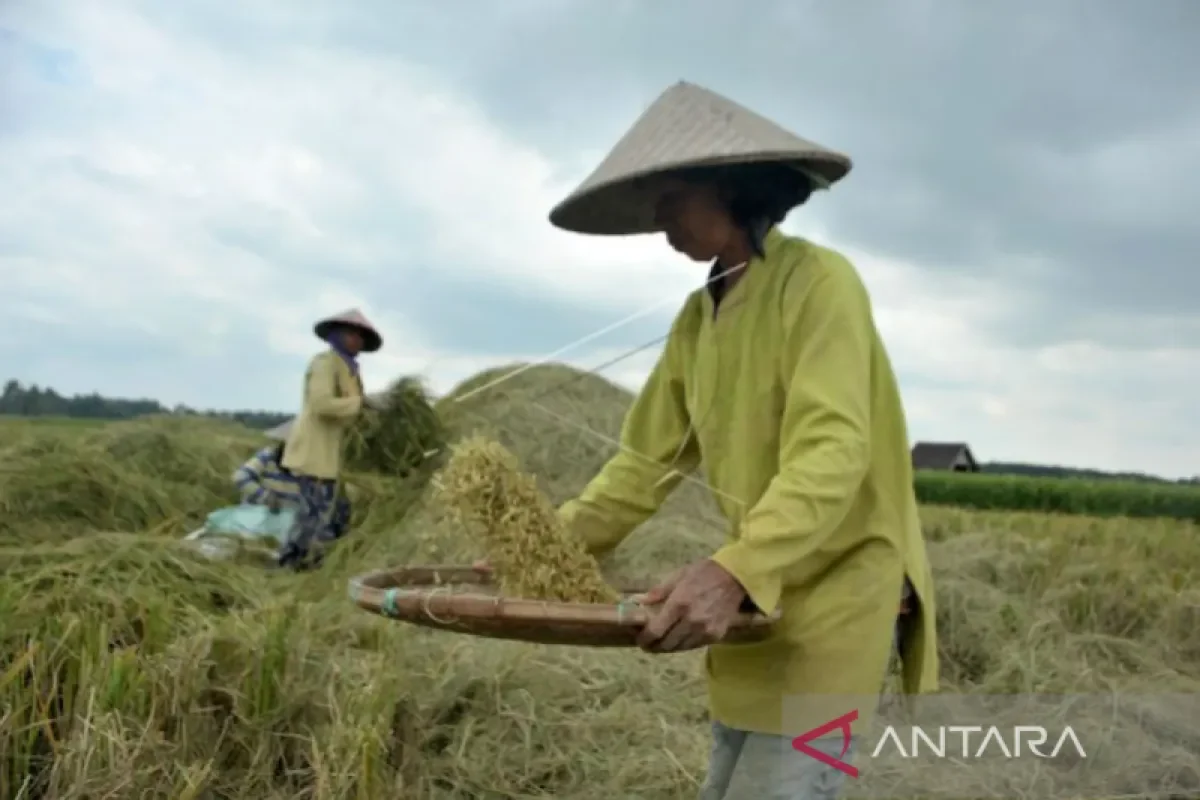 Produksi padi Sumsel tetap terjaga selama musim kemarau