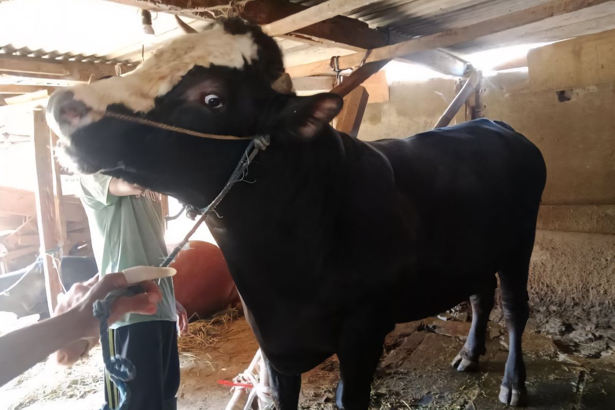Sapi milik peternak di Kota Malang dibeli Presiden untuk hewan kurban