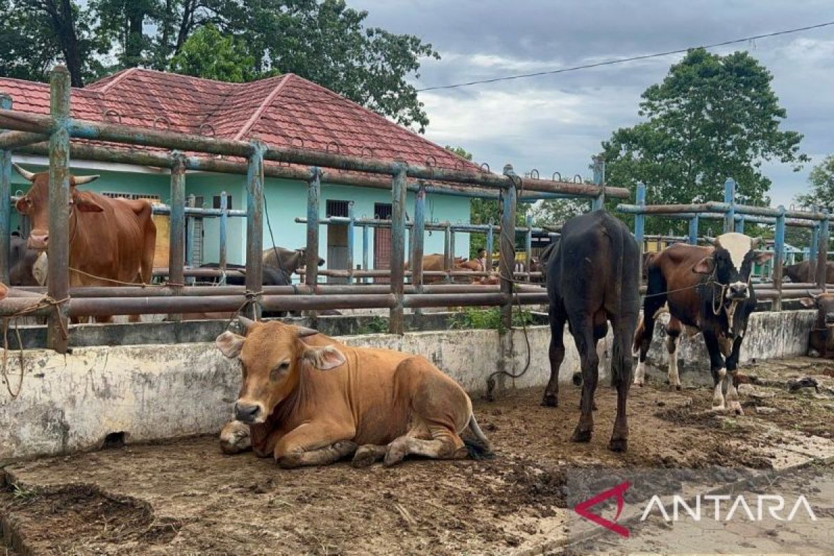 Harga sapi di Kabupaten Batanghari alami peningkatan