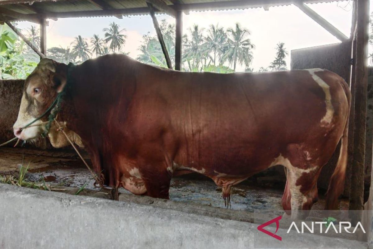 Babel kemarin, sapi kurban dari presiden hingga Amoy Noni si Perawan
