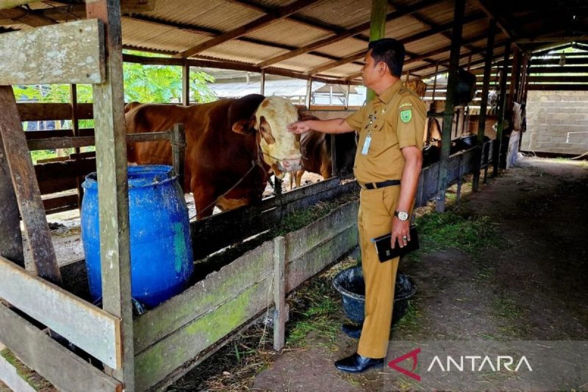 DKPP Natuna cek kesehatan sapi kurban dari Presiden Prabowo