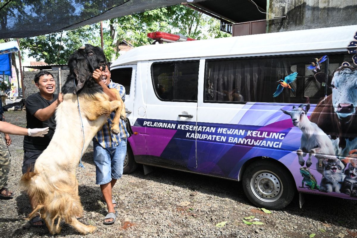 Jelang Idul Adha, Dispertan Banyuwangi periksa kesehatan hewan kurban di lapak pedagang