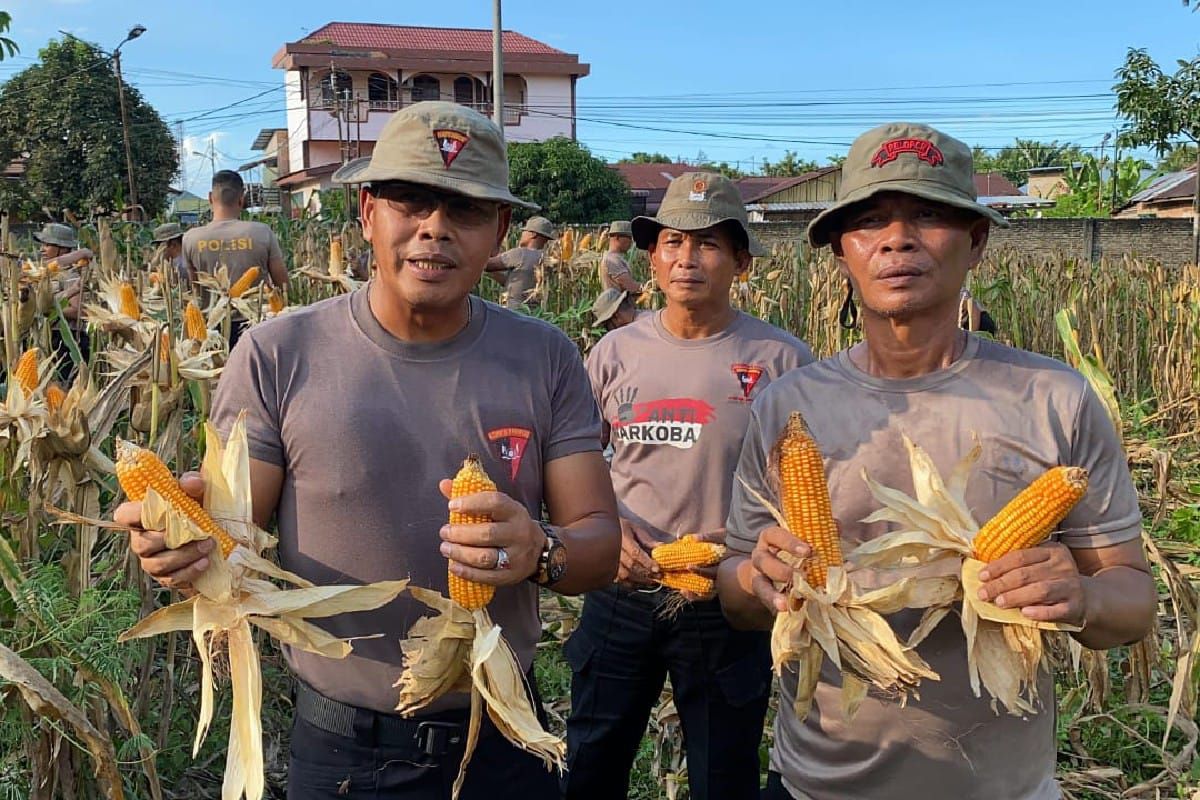 Polda Sumut panen 1,6 ton jagung wujud ketahanan pangan  nasional
