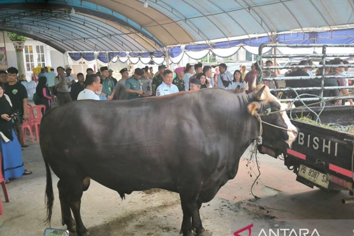 Seluruh hewan kurban di Papua Barat Daya dinyatakan sehat
