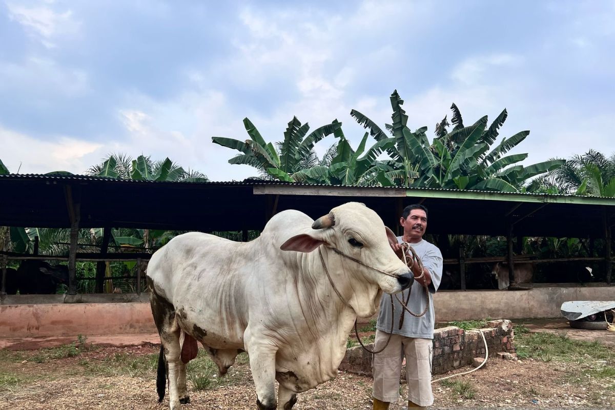 Sapi berat 818 kg milik peternak di Batanghari dibeli Presiden RI