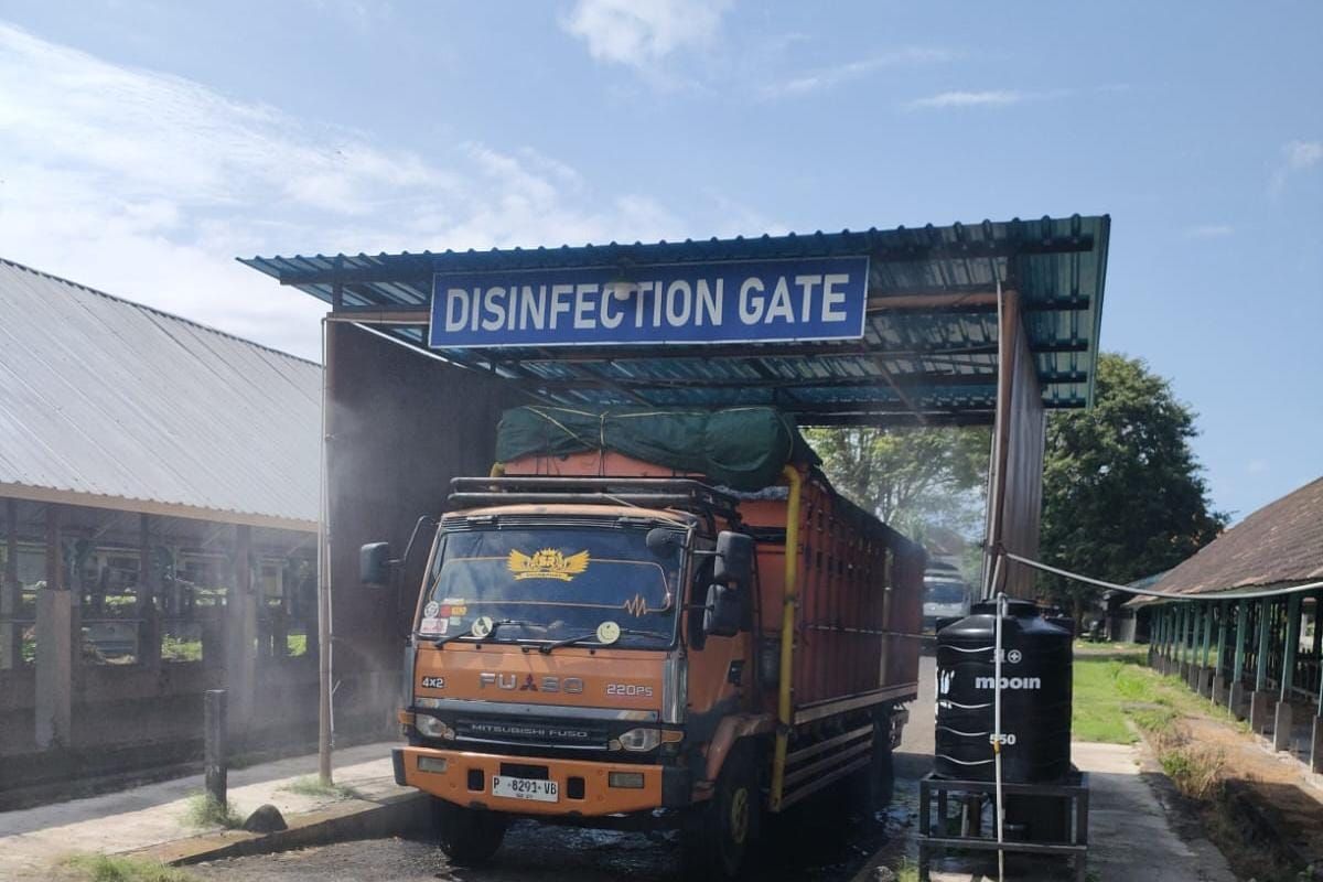 Badan Karantina Bali cek lalu lintas sapi kurban jelang Idul Adha