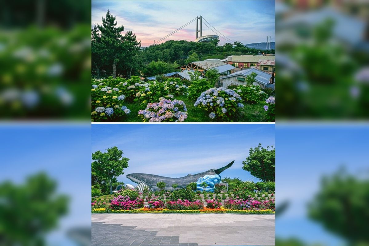 South Korea's Premier Hydrangea Festival Returns in Ulsan Namgu: 2025 Jangsaengpo Hydrangea Festival