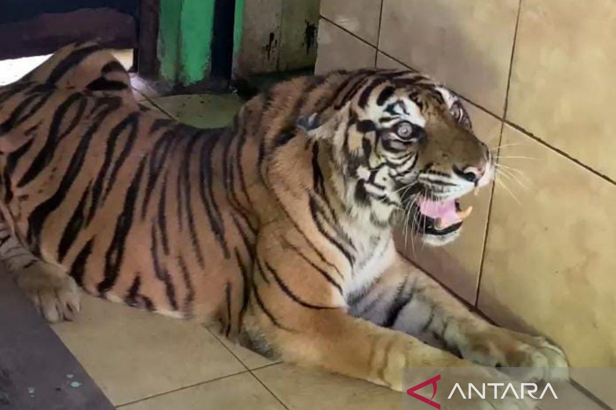 Bangkai 'si Uni' harimau sumatra Taman Rimba dikuburkan BKSDA Jambi