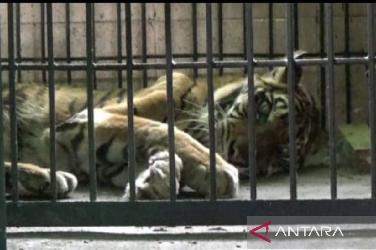Harimau Sumatera 'si uni' koleksi Kebun Binatang Taman Rimba Jambi mati