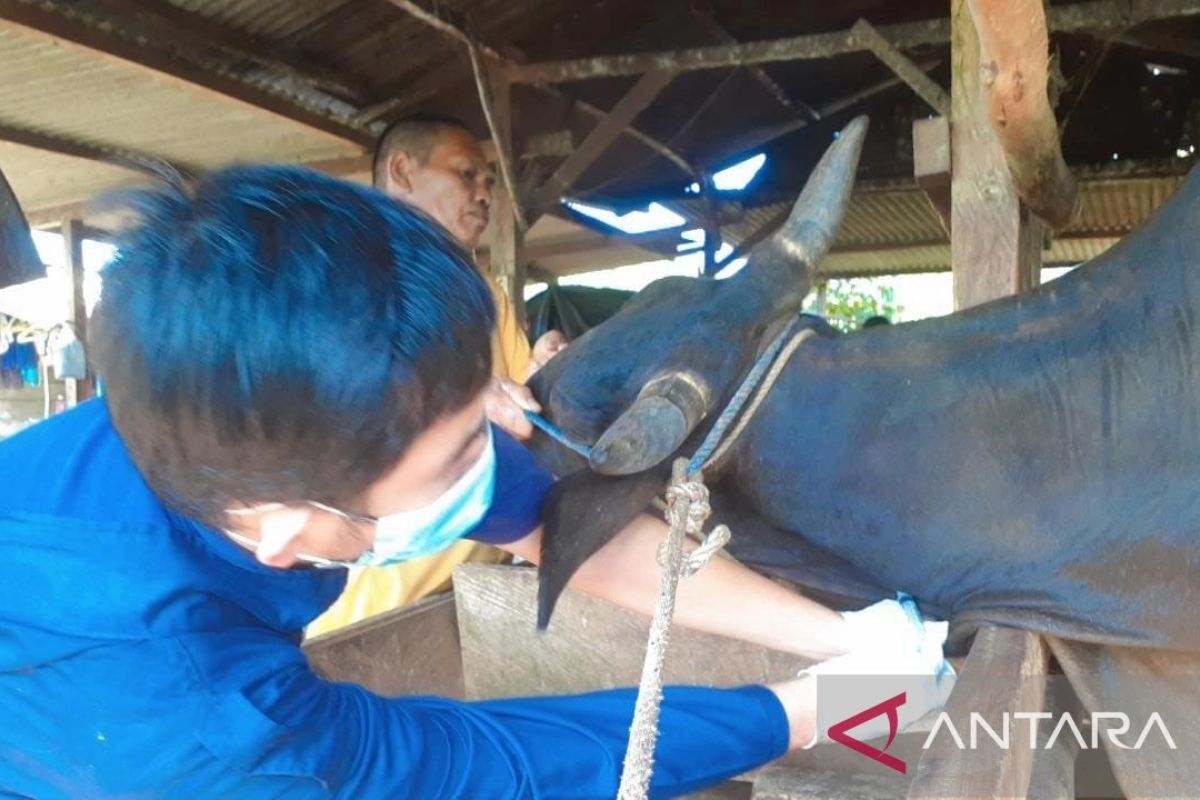 DPKP Babel intensifkan pengawasan kesehatan hewan kurban