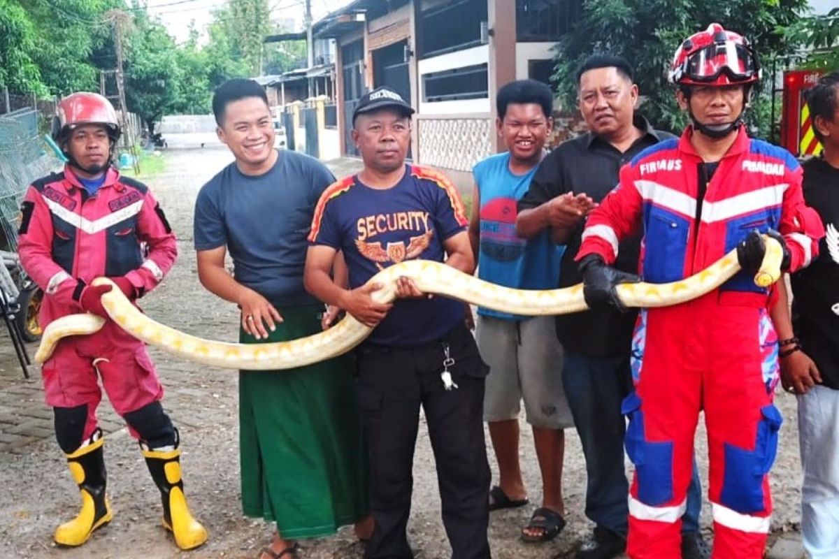 Damkarmat Makassar tangkap ular piton bersembunyi di mobil warga