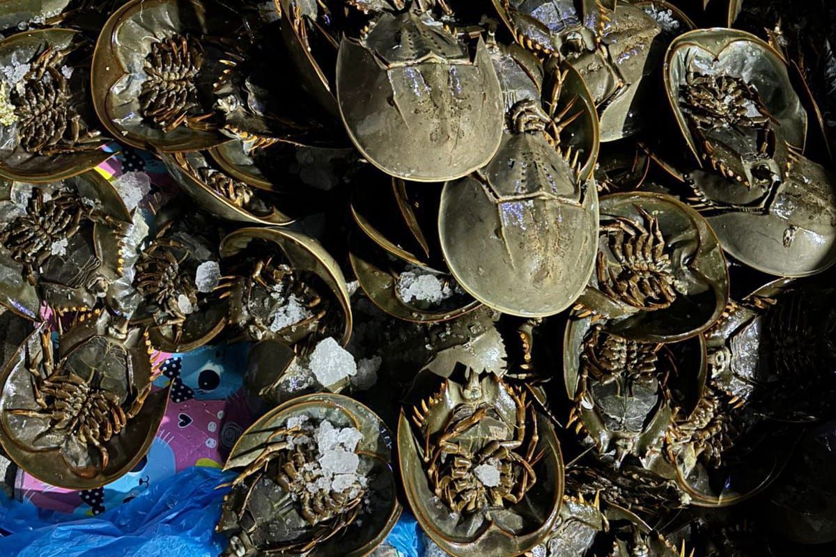 Bea Cukai Teluk Nibung gagalkan  penyelundupan 1.519 belangkas