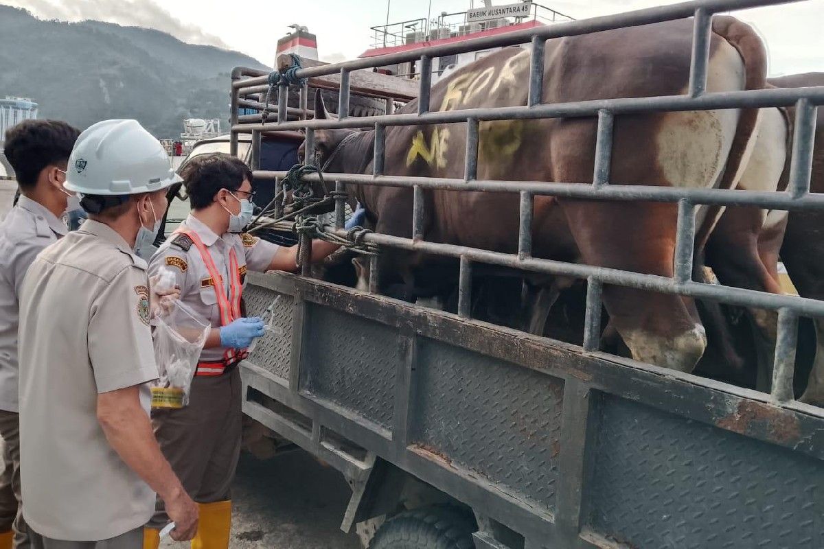 Karantina Papua perketat pengawasan lalu lintas hewan kurban