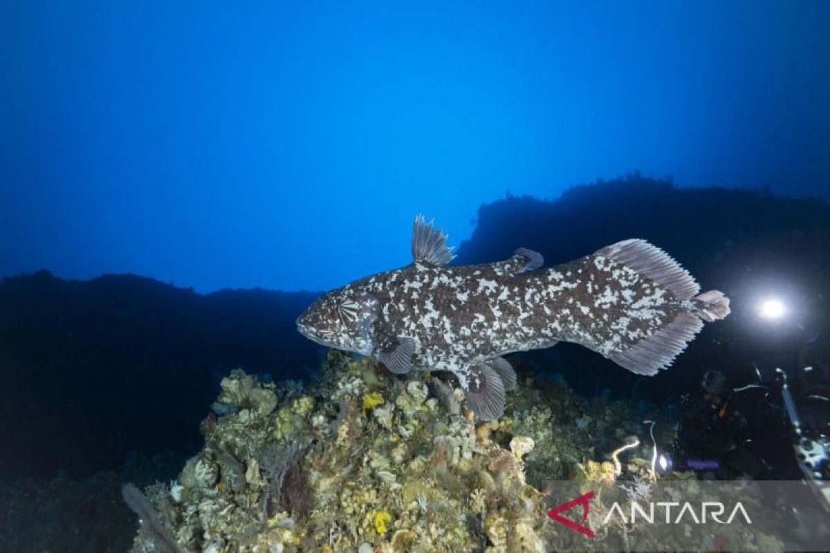 Tim penelitiUniversitas Pattimura upayakan konservasi laut dalam untuk coelacanth