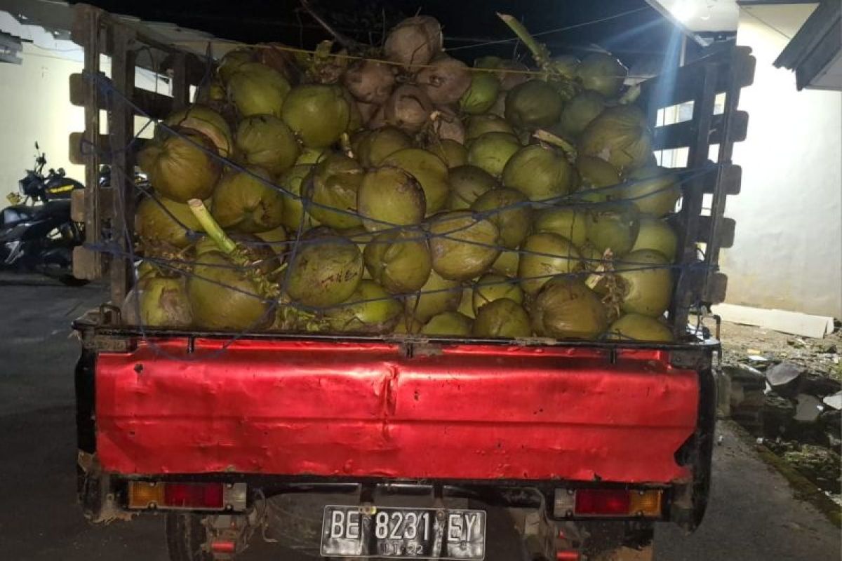 Polisi tangkap tiga pelaku pencuri buah kelapa di Lampung Selatan