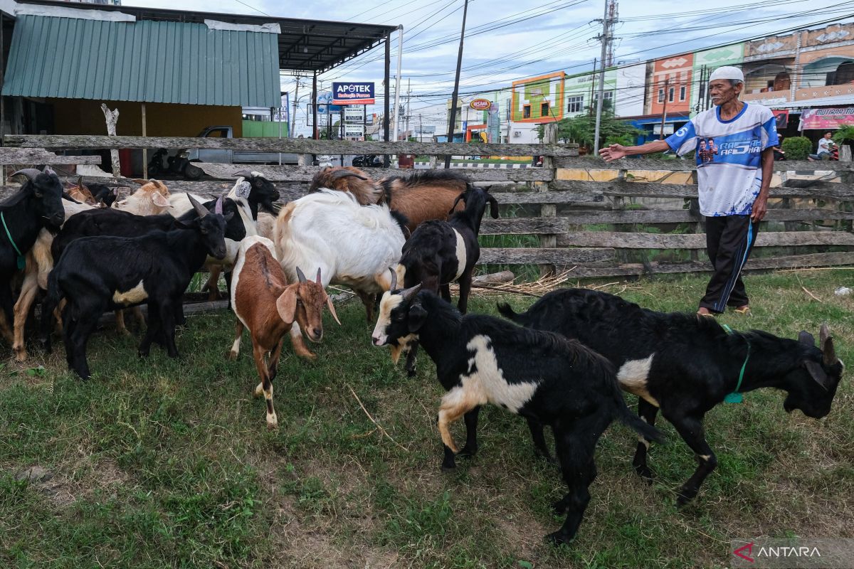 Penjual hewan kurban di Bandarlampung sebut ada penurunan penjualan