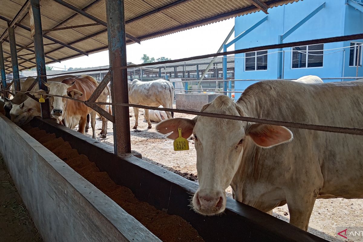 Tim kesehatan hewan Tangsel temukan penyakit pada hewan kurban