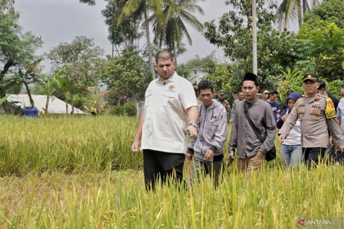 Anggota DPR: Cadangan beras empat juta ton tonggak ketahanan pangan