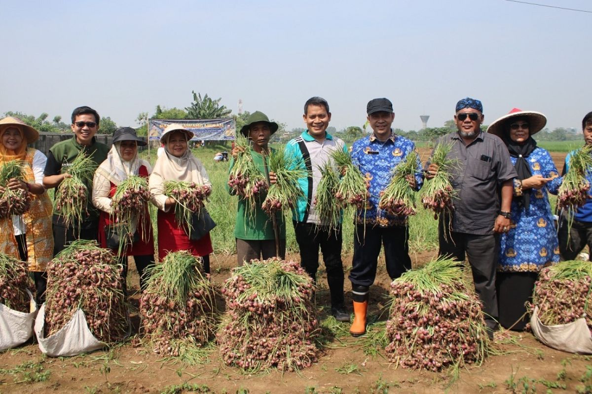 Pemkot Tangerang panen 1,5 ton bawang merah bersama petani binaan
