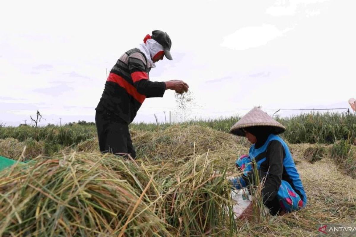 Anggota DPR: Serapan gabah 2,4 juta ton bukti komitmen swasembada