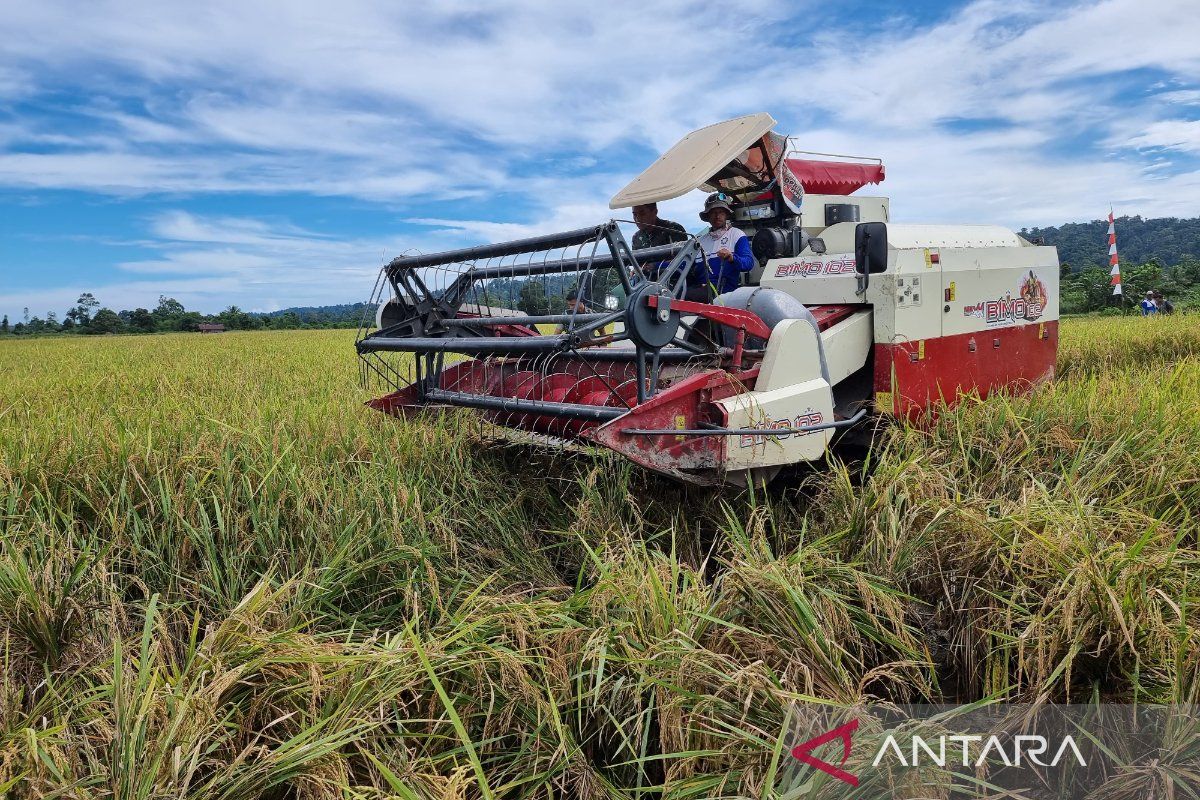 Nilai tukar petani di Papua Barat pada Mei 2025 meningkat
