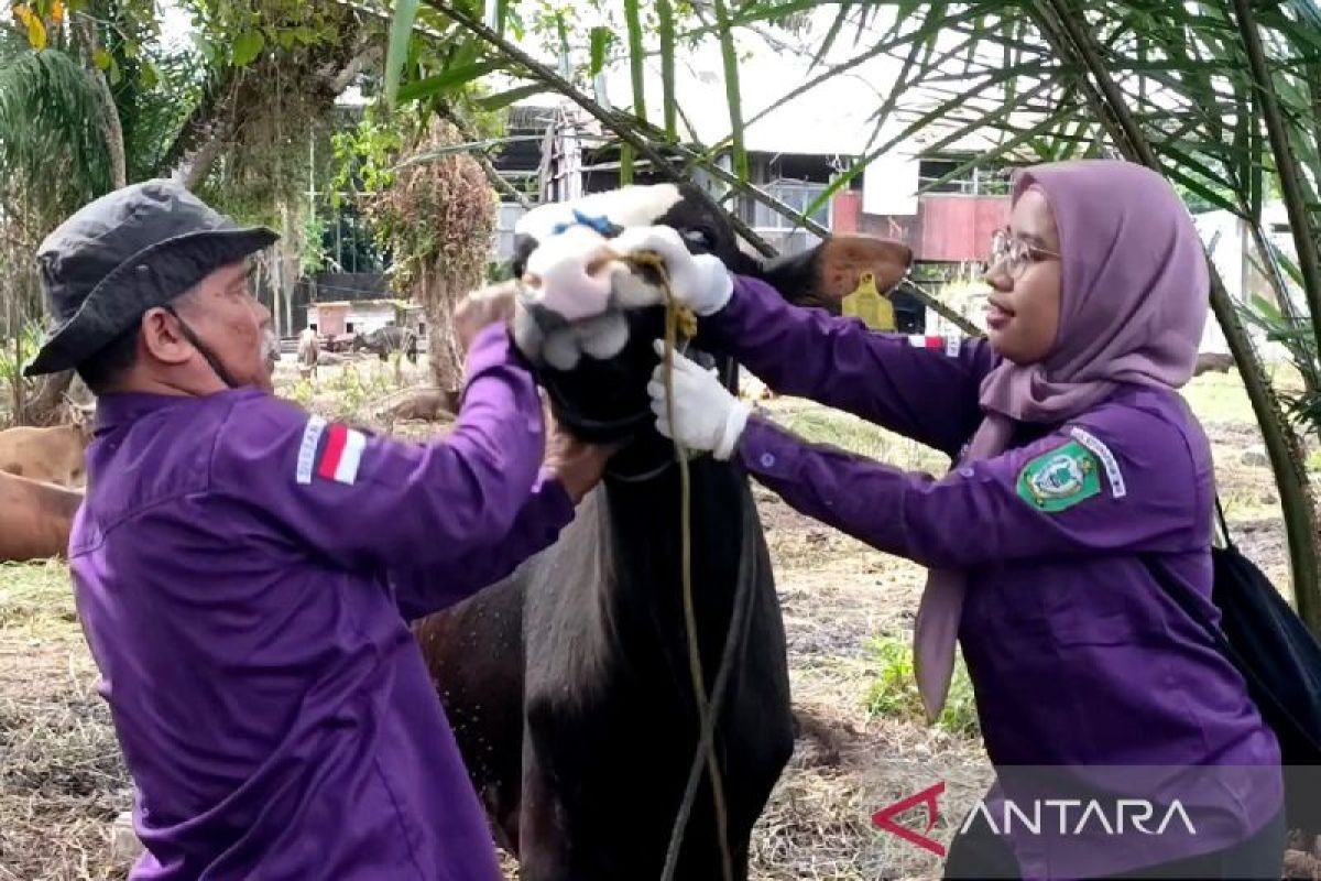 DPKP Kotim periksa kesehatan hewan kurban di 60 lokasi