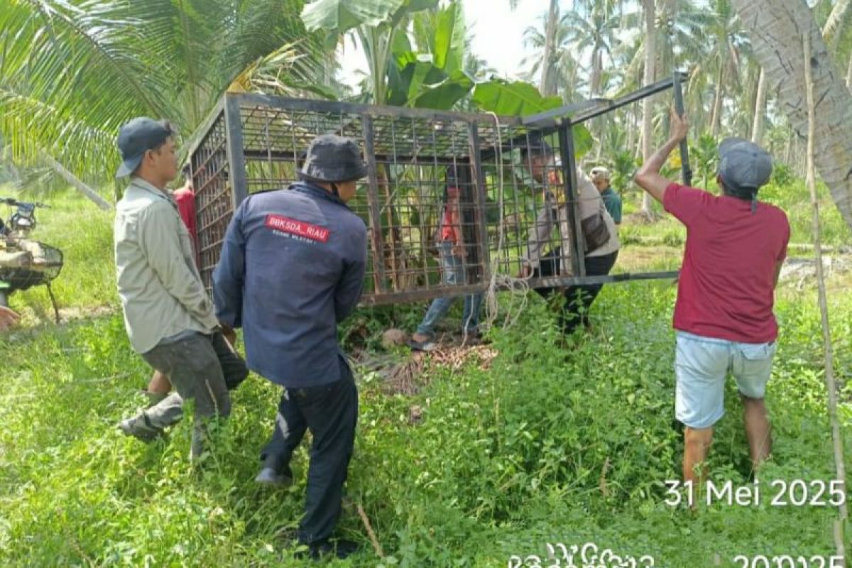 BBKSDA Riau pasang perangkap harimau di Indragiri Hilir