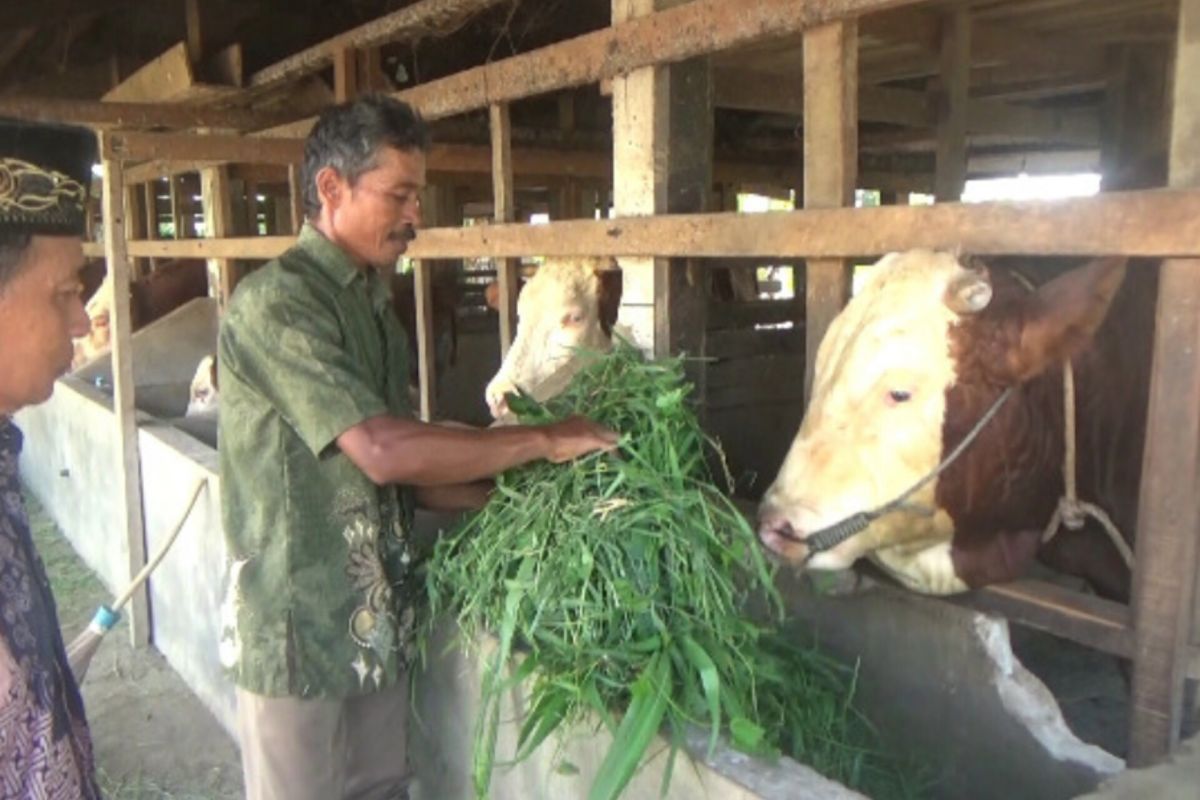 Sapi milik peternak di Dharmasraya dibeli Presiden untuk hewan kurban