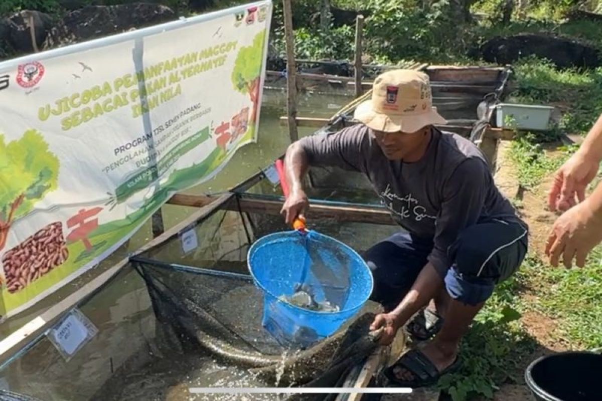 Semen Padang Buktikan Efektivitas Maggot untuk Tingkatkan Pertumbuhan Ikan Nila
