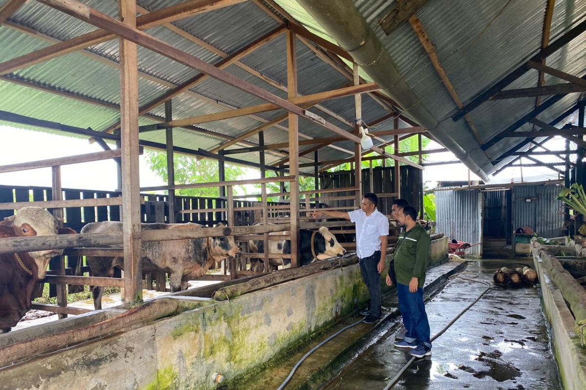 Jelang kurban, ini yang dilakukan Distan Aceh Besar