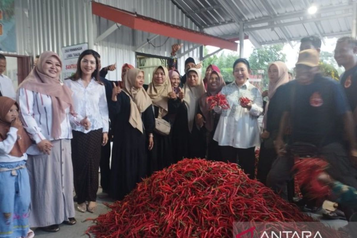 Ketua Komisi IV apresiasi petani cabai Kulon Progo capai 20 persen produksi nasional
