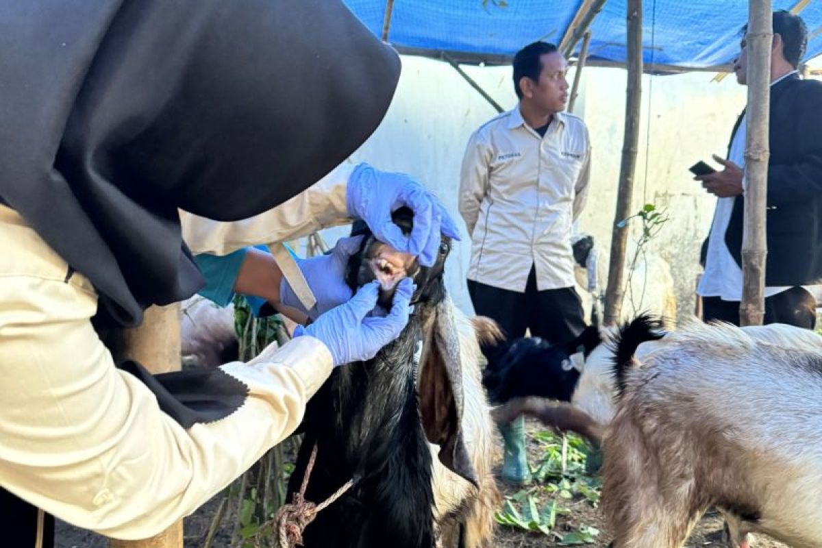 Pemkab Lamongan intensifkan pemeriksaan hewan kurban jelang Idul Adha