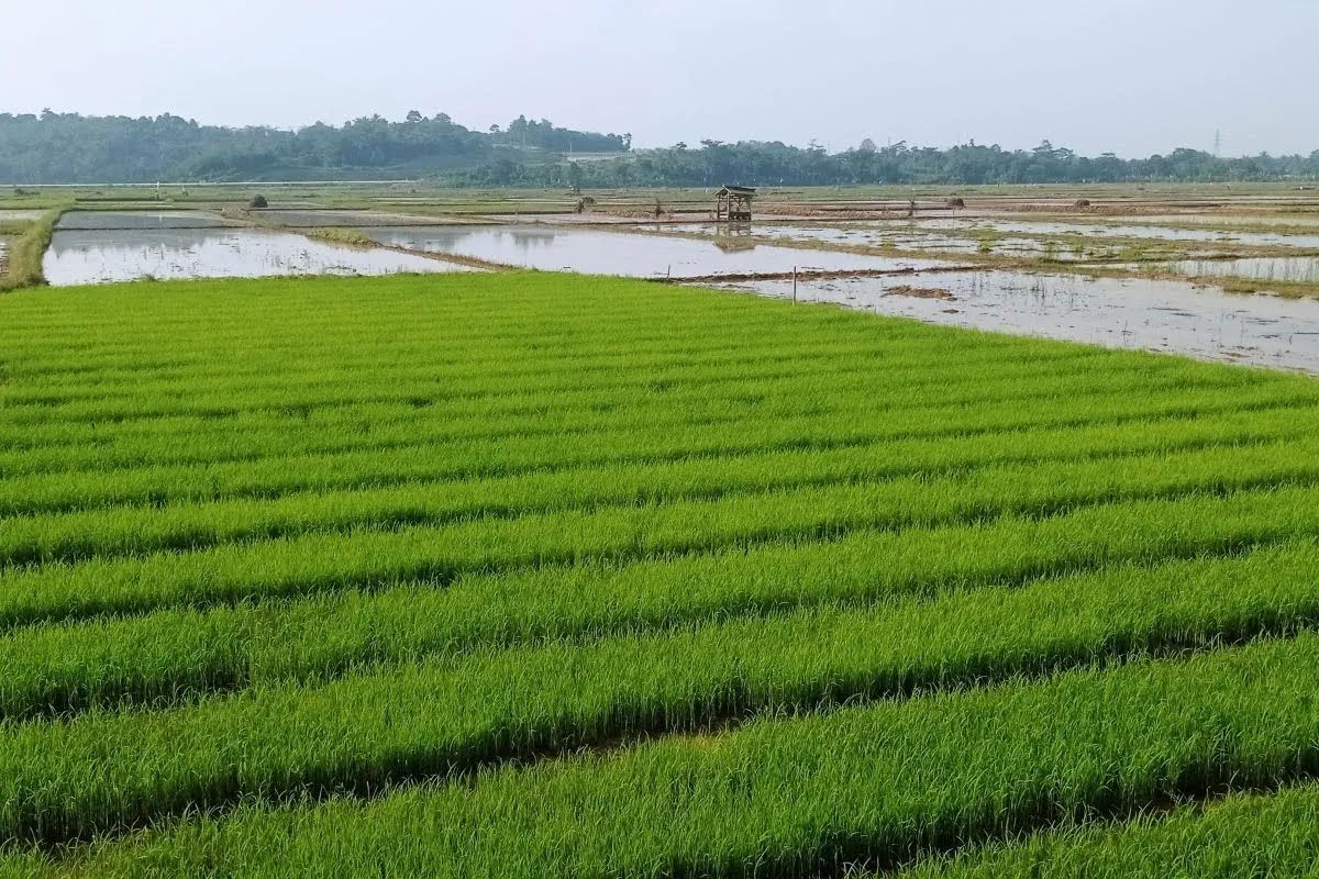 Dukung swasembada pangan, Pemkab Lebak siapkan benih unggul dan pupuk